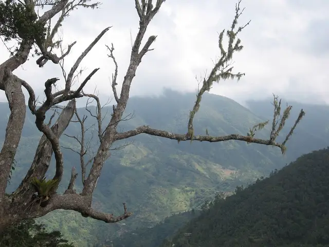 Easington, Jamaica