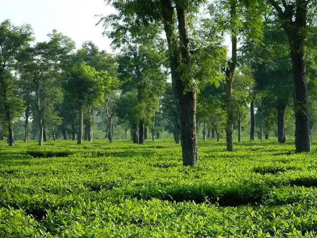 Dibrugarh, India