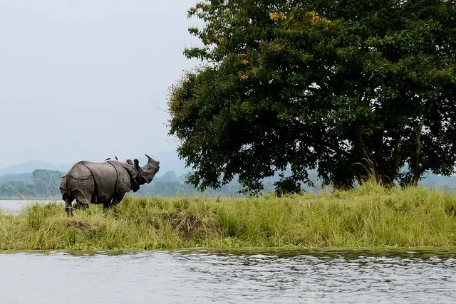 Dimapur, India