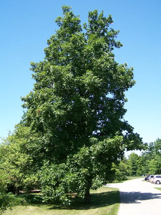 Hickory, United States