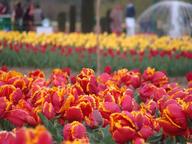 Srinagar, India