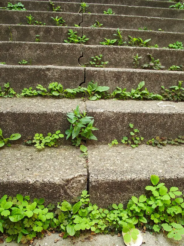 Weed, United States